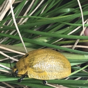 Paropsis augusta at Paddys River, ACT - 21 Dec 2022