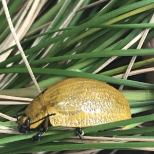 Paropsis augusta at Paddys River, ACT - 21 Dec 2022