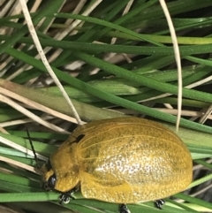 Paropsis augusta at Paddys River, ACT - 21 Dec 2022