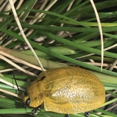 Paropsis augusta at Paddys River, ACT - 21 Dec 2022