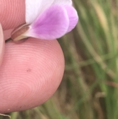 Cardamine lilacina (Lilac Bitter-cress) at Tidbinbilla Nature Reserve - 21 Dec 2022 by Tapirlord