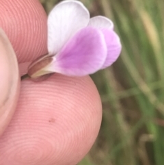 Cardamine lilacina at Paddys River, ACT - 21 Dec 2022 01:16 PM