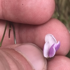 Cardamine lilacina at Paddys River, ACT - 21 Dec 2022 01:16 PM