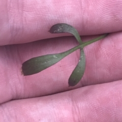 Cardamine lilacina at Paddys River, ACT - 21 Dec 2022 01:16 PM