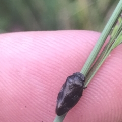 Cercopicesa tasmaniae at Paddys River, ACT - 21 Dec 2022