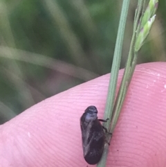 Cercopicesa tasmaniae at Paddys River, ACT - 21 Dec 2022