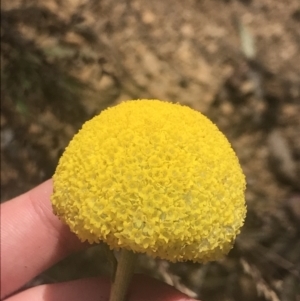 Craspedia aurantia var. jamesii at Paddys River, ACT - 21 Dec 2022