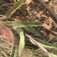 Craspedia aurantia var. jamesii at Paddys River, ACT - 21 Dec 2022