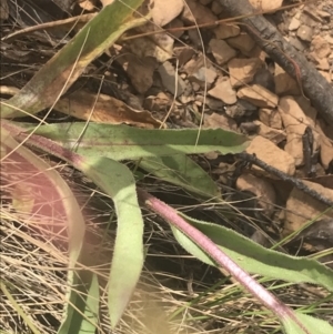 Craspedia aurantia var. jamesii at Paddys River, ACT - 21 Dec 2022