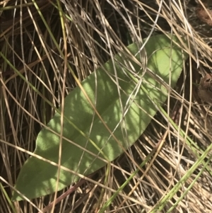 Craspedia aurantia var. jamesii at Paddys River, ACT - 21 Dec 2022