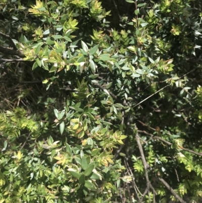 Acrotriche leucocarpa (Tall Acrotriche) at Tidbinbilla Nature Reserve - 21 Dec 2022 by Tapirlord