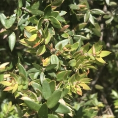 Acrotriche leucocarpa at Kambah, ACT - 21 Dec 2022 12:18 PM