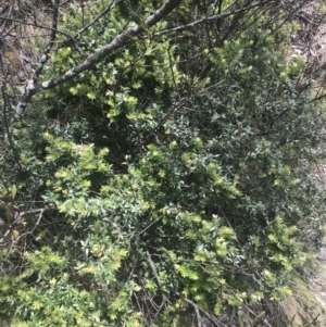 Acrotriche leucocarpa at Kambah, ACT - 21 Dec 2022 12:18 PM