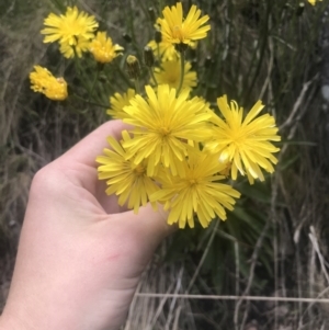 Picris angustifolia subsp. merxmuelleri at Paddys River, ACT - 21 Dec 2022 12:00 PM