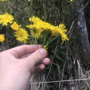 Picris angustifolia subsp. merxmuelleri at Paddys River, ACT - 21 Dec 2022 12:00 PM