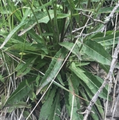 Picris angustifolia subsp. merxmuelleri at Paddys River, ACT - 21 Dec 2022 12:00 PM