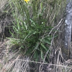 Picris angustifolia subsp. merxmuelleri at Paddys River, ACT - 21 Dec 2022 12:00 PM