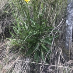 Picris angustifolia subsp. merxmuelleri at Paddys River, ACT - 21 Dec 2022