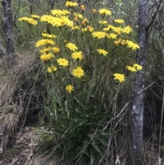 Picris angustifolia subsp. merxmuelleri at Paddys River, ACT - 21 Dec 2022 12:00 PM