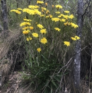 Picris angustifolia subsp. merxmuelleri at Paddys River, ACT - 21 Dec 2022 12:00 PM