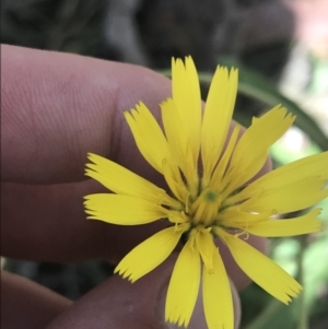 Picris angustifolia subsp. merxmuelleri at Paddys River, ACT - 21 Dec 2022