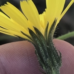 Picris angustifolia subsp. merxmuelleri at Paddys River, ACT - 21 Dec 2022 11:44 AM