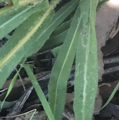 Picris angustifolia subsp. merxmuelleri at Paddys River, ACT - 21 Dec 2022