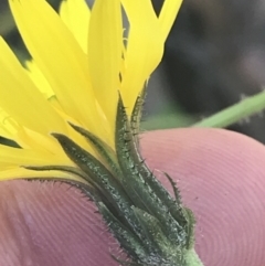 Picris angustifolia subsp. merxmuelleri at Paddys River, ACT - 21 Dec 2022