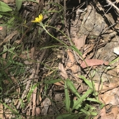 Picris angustifolia subsp. merxmuelleri at Paddys River, ACT - 21 Dec 2022 11:44 AM