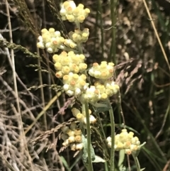 Pseudognaphalium luteoalbum (Jersey Cudweed) at Tidbinbilla Nature Reserve - 21 Dec 2022 by Tapirlord