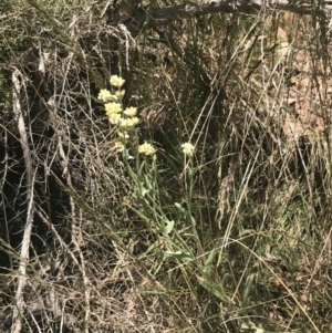 Pseudognaphalium luteoalbum at Paddys River, ACT - 21 Dec 2022