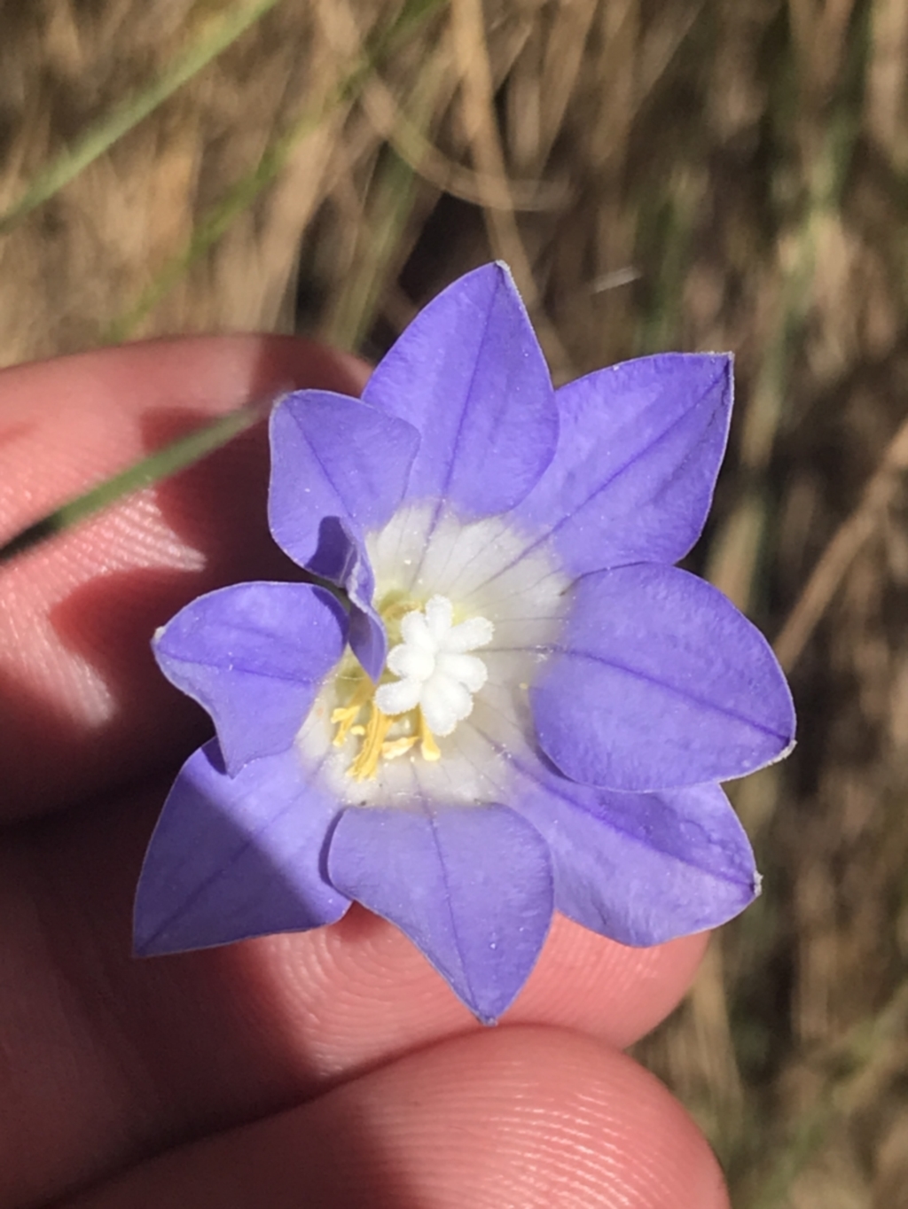 Wahlenbergia stricta subsp. stricta at Paddys River, ACT - 21 Dec 2022