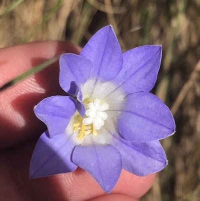 Wahlenbergia stricta subsp. stricta (Tall Bluebell) at Paddys River, ACT - 21 Dec 2022 by Tapirlord