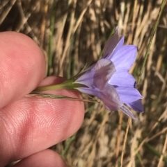 Wahlenbergia stricta subsp. stricta at Paddys River, ACT - 21 Dec 2022