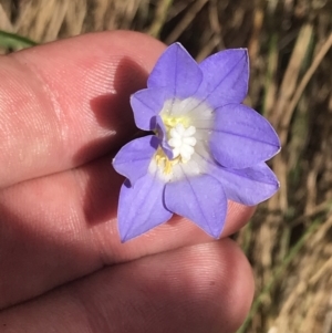 Wahlenbergia stricta subsp. stricta at Paddys River, ACT - 21 Dec 2022