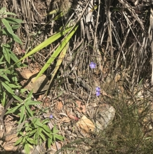 Wahlenbergia stricta subsp. stricta at Paddys River, ACT - 21 Dec 2022