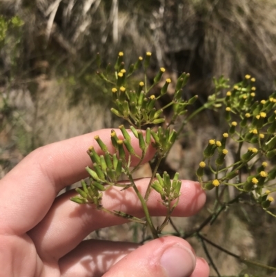 Senecio hispidulus (Hill Fireweed) at Tidbinbilla Nature Reserve - 21 Dec 2022 by Tapirlord