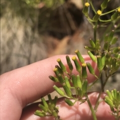 Senecio hispidulus at Paddys River, ACT - 21 Dec 2022 11:33 AM