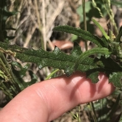 Senecio hispidulus at Paddys River, ACT - 21 Dec 2022 11:33 AM