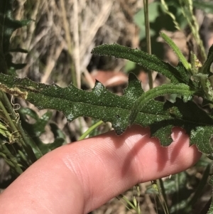 Senecio hispidulus at Paddys River, ACT - 21 Dec 2022 11:33 AM