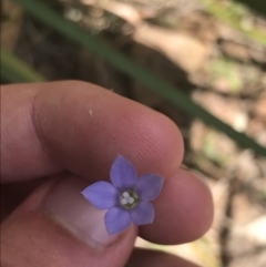 Wahlenbergia multicaulis (Tadgell's Bluebell) at Tidbinbilla Nature Reserve - 21 Dec 2022 by Tapirlord