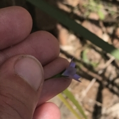 Wahlenbergia multicaulis at Paddys River, ACT - 21 Dec 2022 11:32 AM