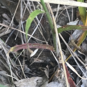 Wahlenbergia multicaulis at Paddys River, ACT - 21 Dec 2022 11:32 AM