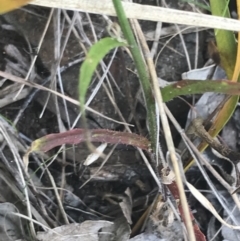 Wahlenbergia multicaulis at Paddys River, ACT - 21 Dec 2022