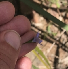 Wahlenbergia multicaulis at Paddys River, ACT - 21 Dec 2022 11:32 AM