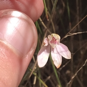 Caladenia carnea at Paddys River, ACT - 21 Dec 2022