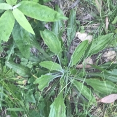 Plantago debilis (Shade Plantain) at Tidbinbilla Nature Reserve - 20 Dec 2022 by Tapirlord