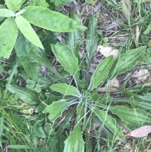 Plantago debilis at Paddys River, ACT - 21 Dec 2022 10:58 AM