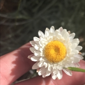 Leucochrysum albicans subsp. tricolor at Paddys River, ACT - 21 Dec 2022 10:47 AM