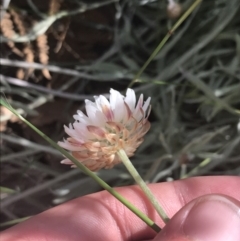 Leucochrysum albicans subsp. tricolor at Paddys River, ACT - 21 Dec 2022 10:47 AM